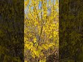 Forsythia flowers 💛Romania 🇷🇴#nature #garden #gardening #shorts