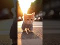 Just a Kitten and a Big City #shorts