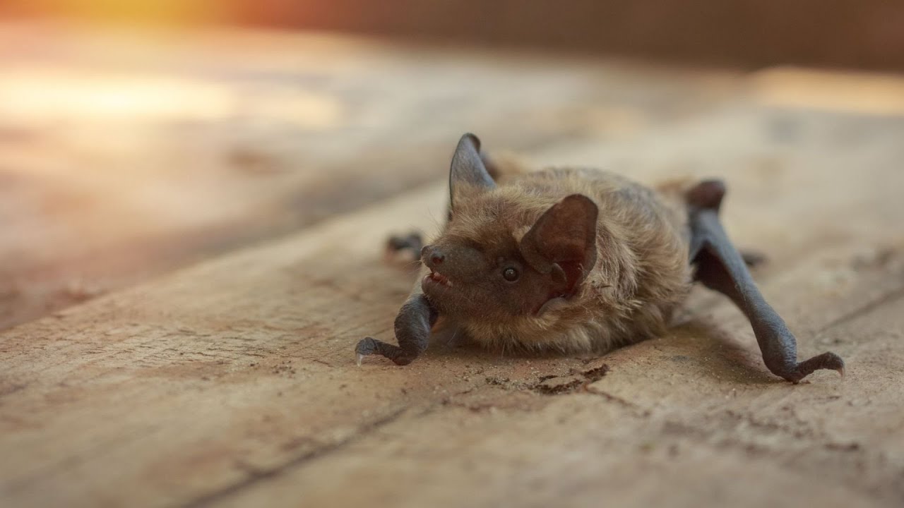 Bat Conservation in the Time of COVID-19 (Part 1)