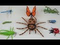 Wow! Look at these Insect and Bug Toys  🐞