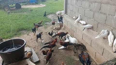 Nyob zoo os los saib kuv pub qaib os 5/7/25