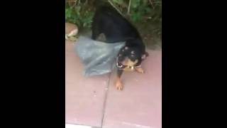 Guilty Dog Caught Red Handed