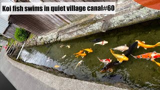 Koi fish swims in quiet village canal.(Kuroki, Yame, Fukuoka, Japan)