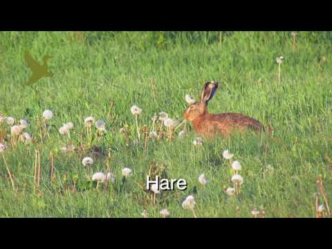 Video: Sådan Tilberedes En Hare I Hvid Sauce: Jagtkøkken