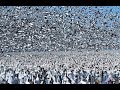 The Biggest Pigeon Competition In aArab Country / أكبر مسابقات حمام زاجل في دول عربية