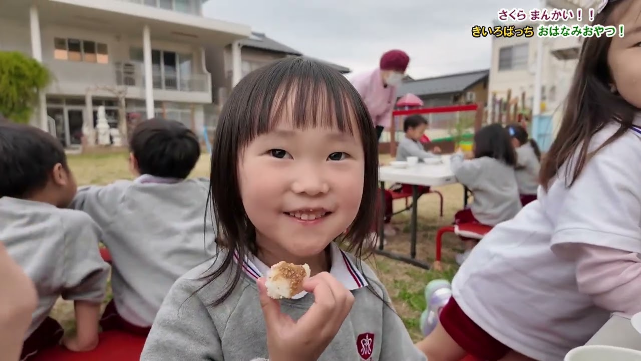 さくら まんかい！【きいろばっち】おはなみ おやつ！＼(^o^)／