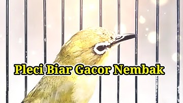 B1K1N PL3C1 B14R N3MB4K, Terapi Masteran Pleci Gacor