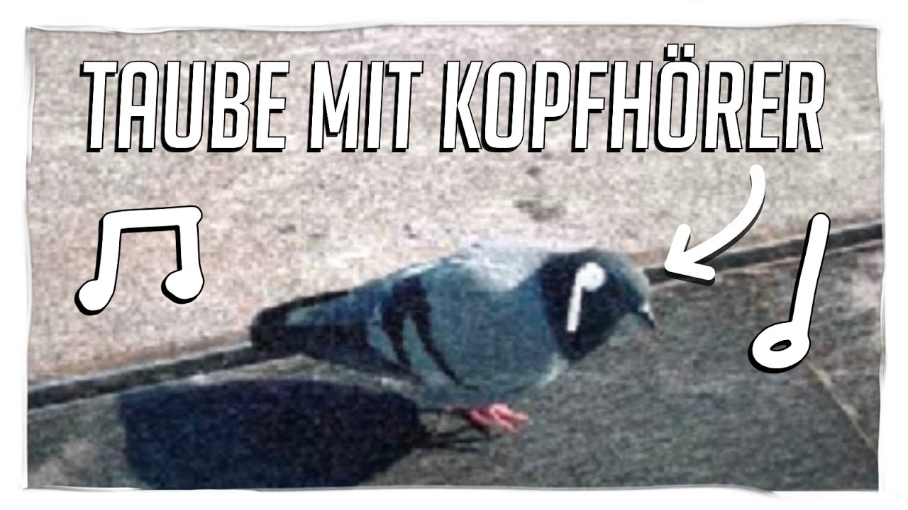 Warum Wackeln Tauben Mit Dem Kopf www.youtube.com