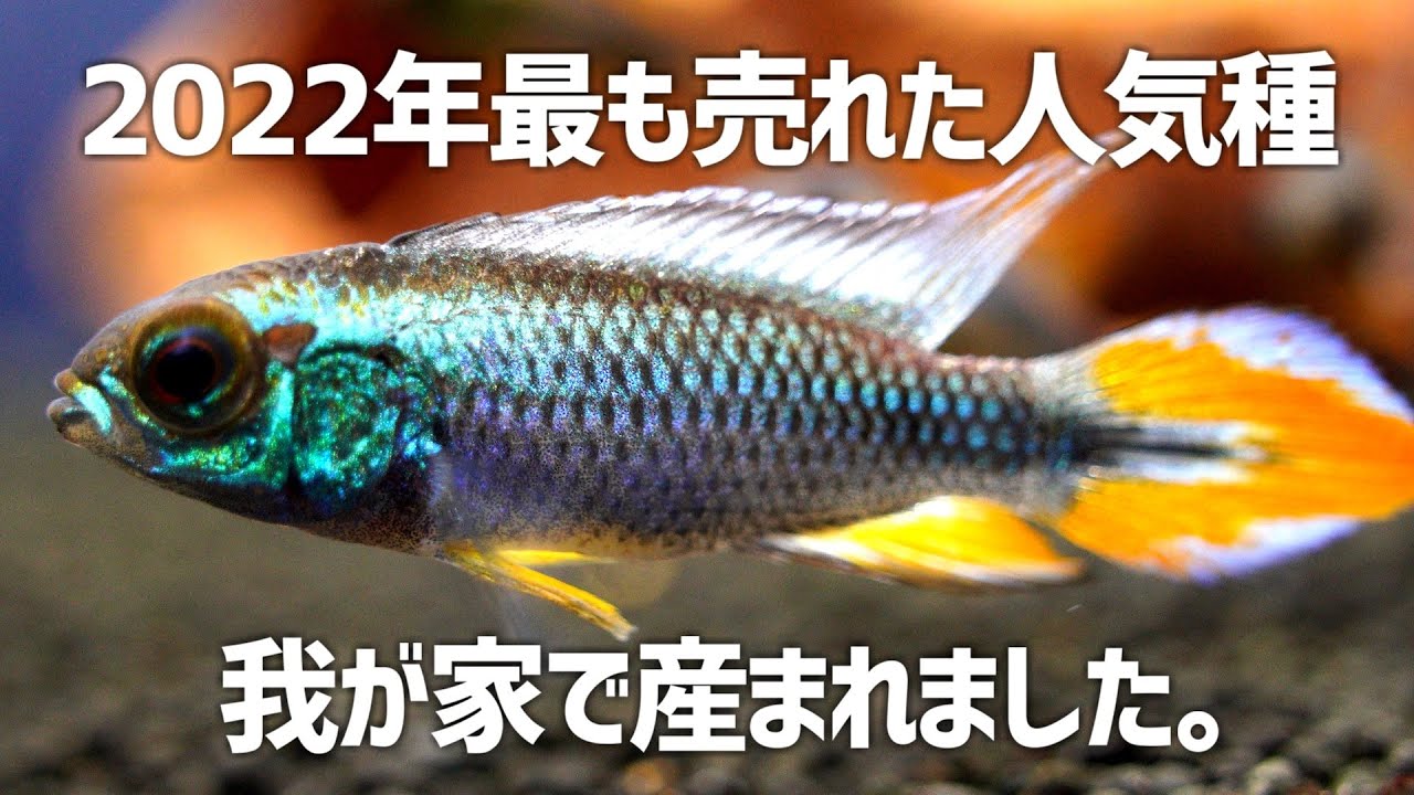 売上ランキング堂々第1位！人気No.1の青いアピストが誕生。