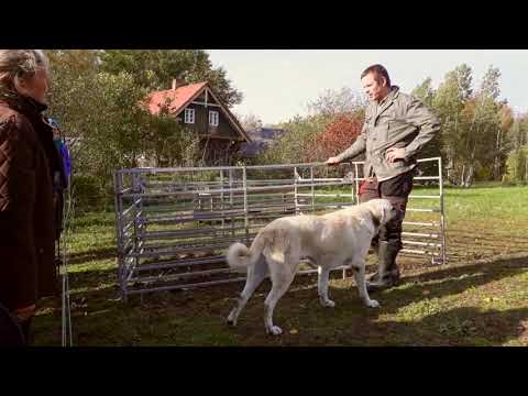 Video: Yeti Vihkavad Koeri Ja Proovivad Neid Alati Tappa. Alternatiivne Vaade