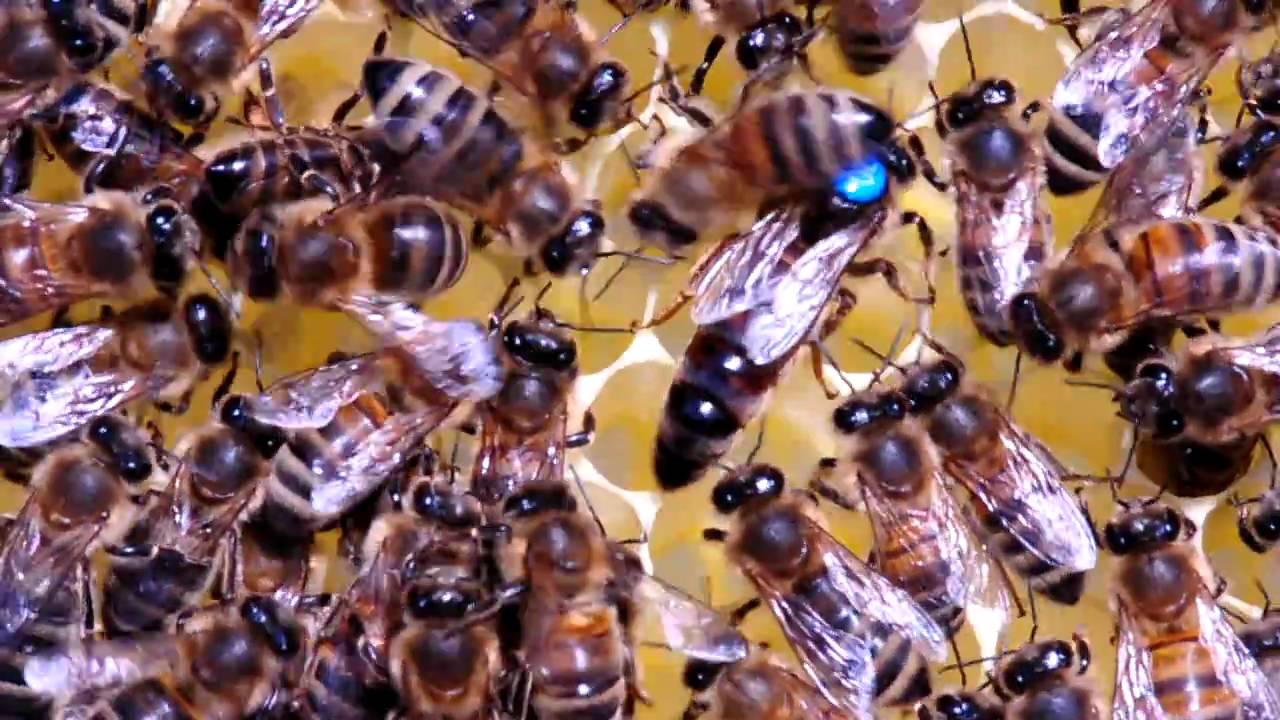 Die Bienenkönigin - YouTube
