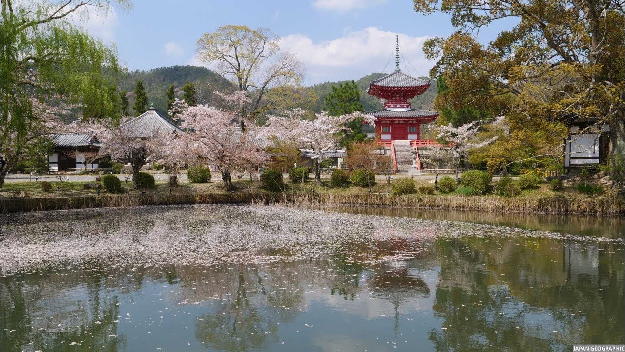 京都 沢 の 池