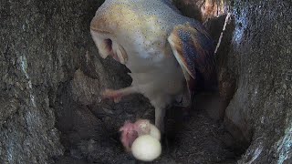 Barn Owl Chick's Late Hatching | Gylfie & Dryer | Robert E Fuller