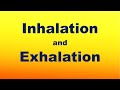 Understanding the Breathing Process