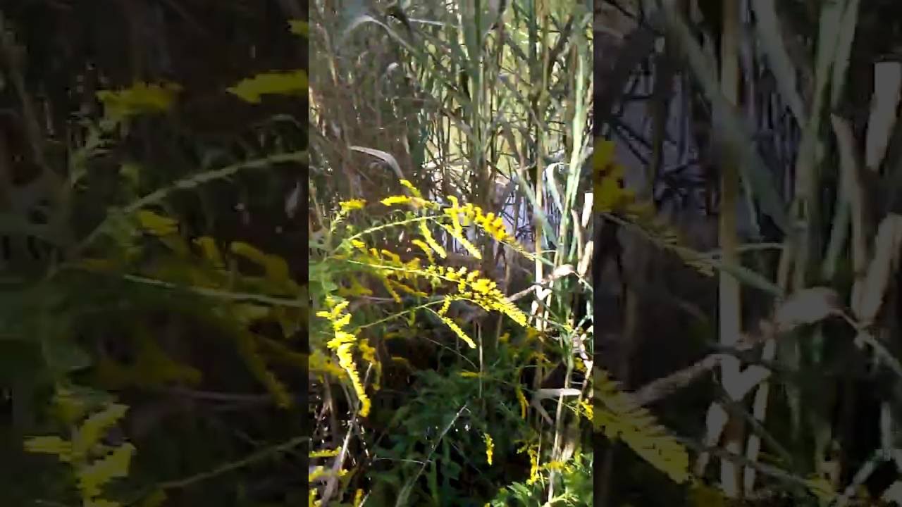 bio scavenger hunt (video of flying insect)