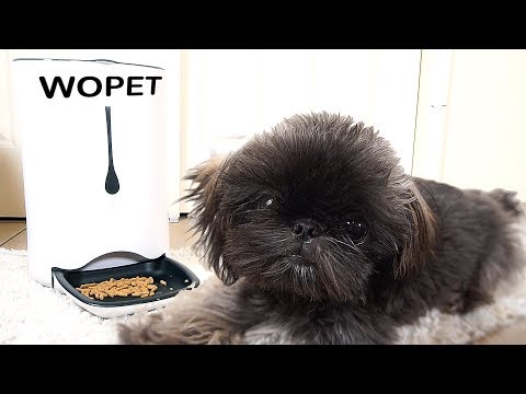 Try Out The New Automatic Pet Feeder | WOPET