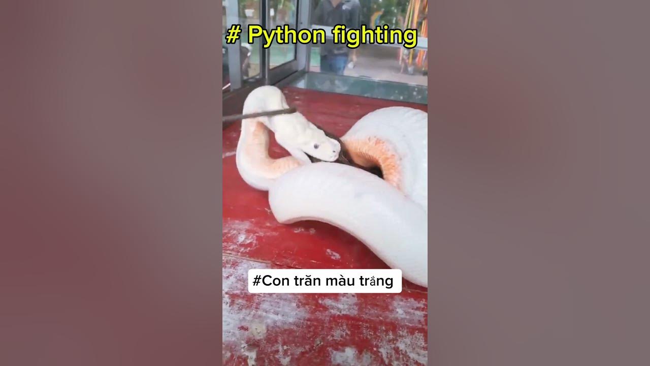 #python fighting #con trăn màu trắng #trăn ăn thịt trăn. - YouTube