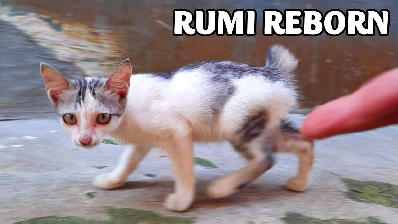Kucing Rumi MASYA ALLAH KUCING INI DATANG SENDIRI DAN MENGEONG MIRIP RUMI😥 - YouTube