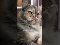 Rarerlyyy 🍀✌️😭 #cat #viral #shorts #shortvideo #funny