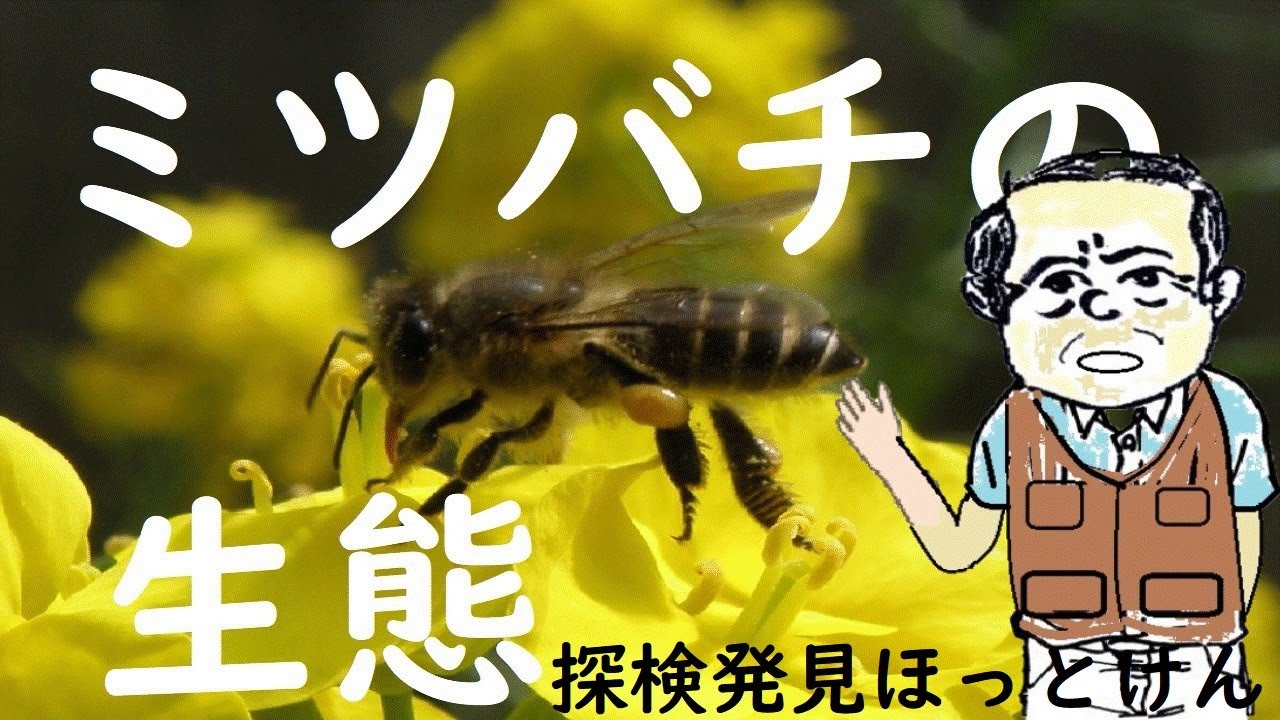 ミツバチの生態、探検発見ほっとけん【内山裕之】 - YouTube