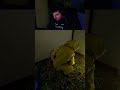 So You Can't GET OUT?! | #beano_99 on #Twitch