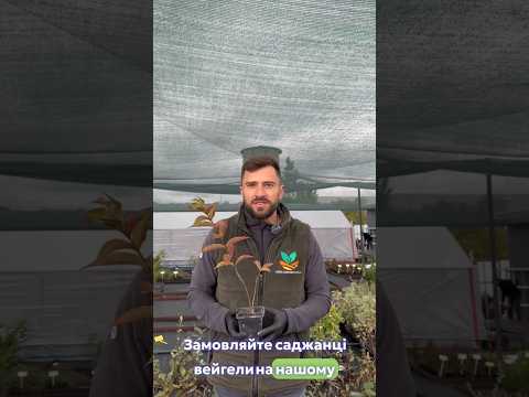 Саджанці Вейгели гібридної Пікобелла Роса (Weigela florida Picobella Rosa) Р9, видео 2