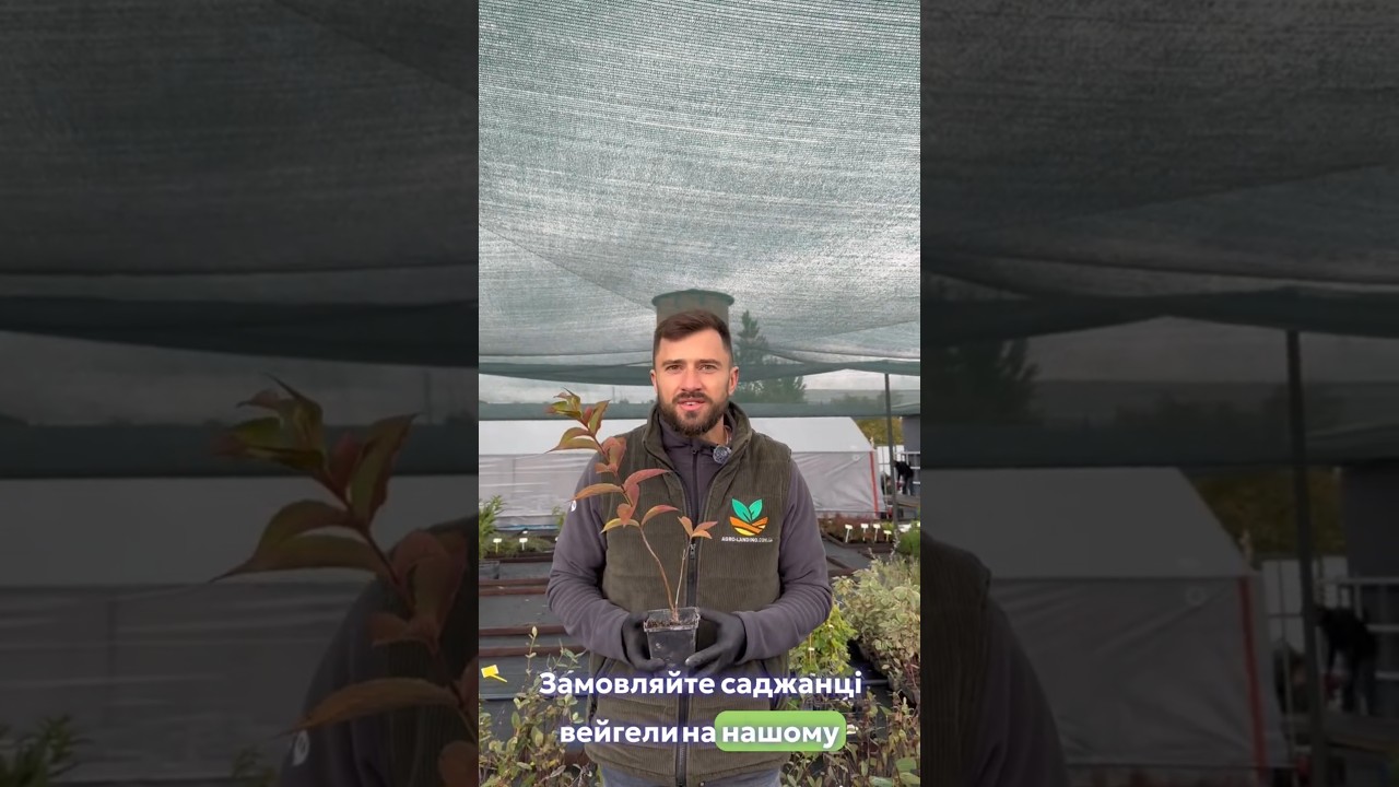 Купити Саджанці Вейгели гібридної Лоймансей Ауреа (Weigela hybrida