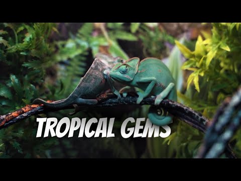 Tropical Gems Commercial. Exotic tropical fish and reptile store in Barrie, ON.