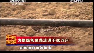 20140812 走遍中国 为使绿色蔬菜走进千家万户
