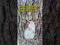 Watch how the snail on the tree slowly hides in its shell
