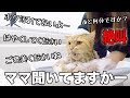 久しぶりのお風呂で文句が止まらない猫 のあちゃん【マンチカン】 - Cat complaining in the bath