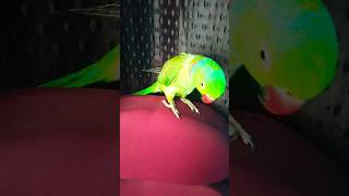 #mithukibatain #parrot #talkingparot #talkingparrot #nonstoptalkingparrot #funny #greenparrot #parro
