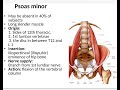 #anatomy of the posterior abdominal wall.. Dr Shorouk Atef