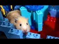 Hamster Lego Obstacle Course – Escape from the Castle!