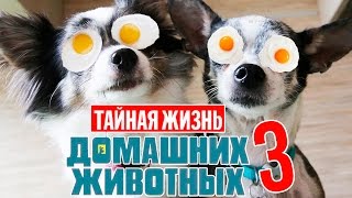 ТАЙНАЯ ЖИЗНЬ ДОМАШНИХ ЖИВОТНЫХ ПО-РУССКИ | 3 СЕРИЯ