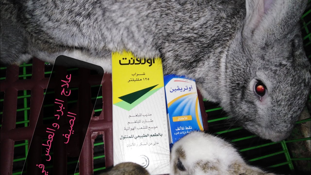 البرد والعطس والالتهاب الرئوي في الصيف أسبابه وعلاجة فى ثلاثة أيام بدون تكاليف مفاجأة 🤨