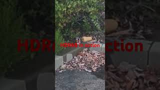 #airsoft #hdr68 #tacfam HDR68 25joule cannon