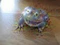 deepdreamed frog