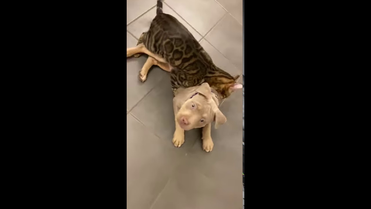 brazilian jiu jitsu - leopard cat play fighting with XL Bully