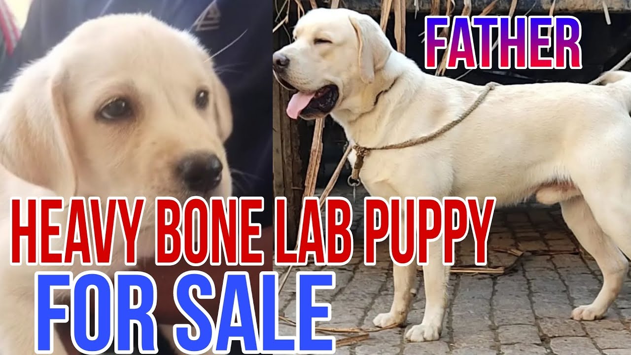 Heavy Bone Lab Heavy bone Labrador Puppy for sale in Telugu/ 97042 54758 #labrador ...