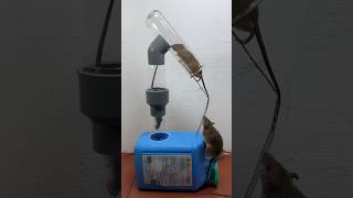 Best Homemade Mouse Trap Ideas Using Plastic Cans #Rattrap #Rat #Mousetrap #Shorts