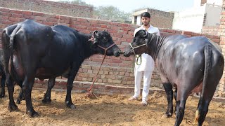 Show Quality Murrah Milking Buffalo and A Superb Quality Heifer at Village-Talu. Owner-Sumesh Kumar