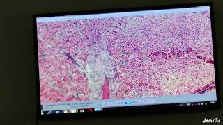 Endocrine system - Practical Histology