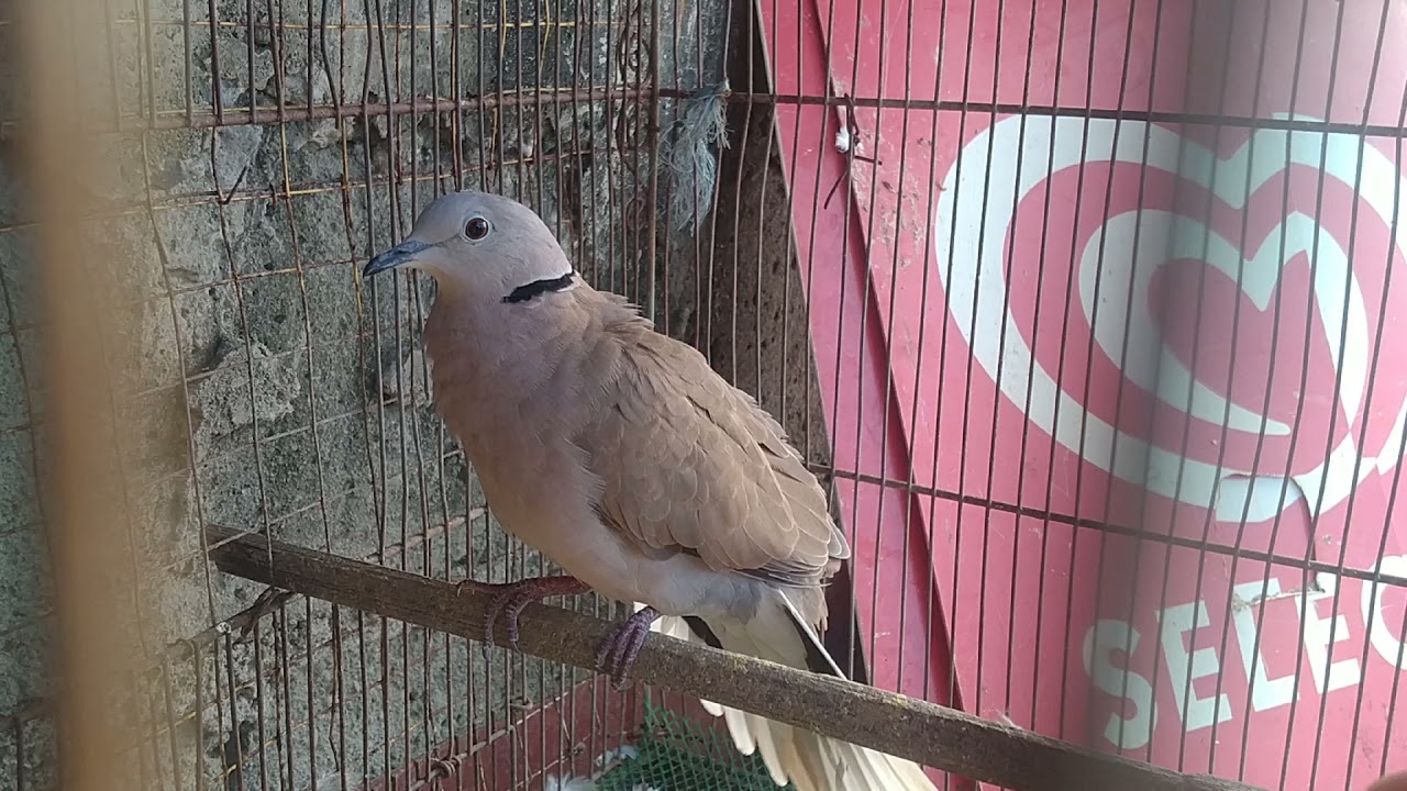 My F1 Hybrid Red turtle dove/Ringneck dove.....Female