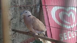 My F1 Hybrid Red turtle dove/Ringneck dove.....Female
