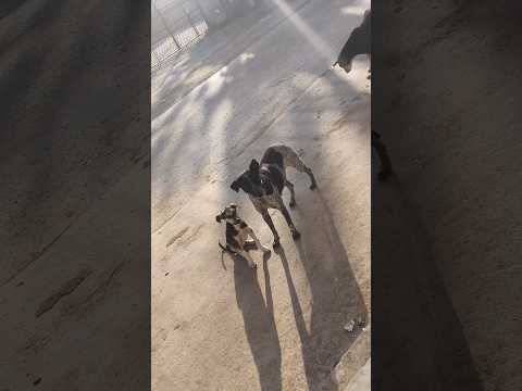 street dog help😟 #youtubeshorts #streetdog #straydog
