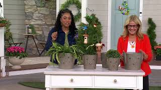 Plow & Hearth Set of 3 Metal Dog Bucket Planters on QVC