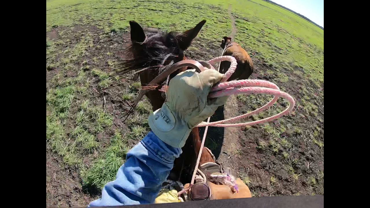 Wheat Pasture Cattle:  Doctoring Bloated Cattle
