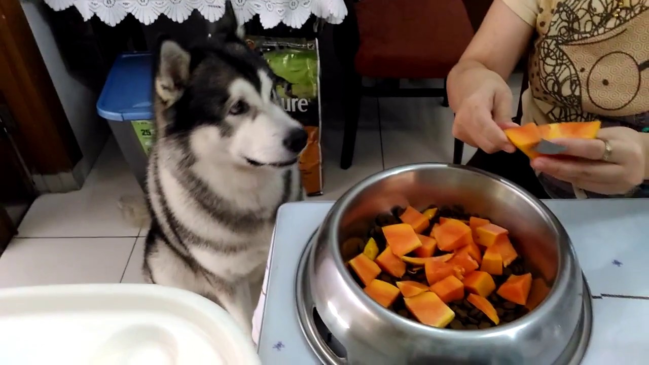 Vegetarian Dog This Alaskan Malamute Loves Papaya Very Much Youtube