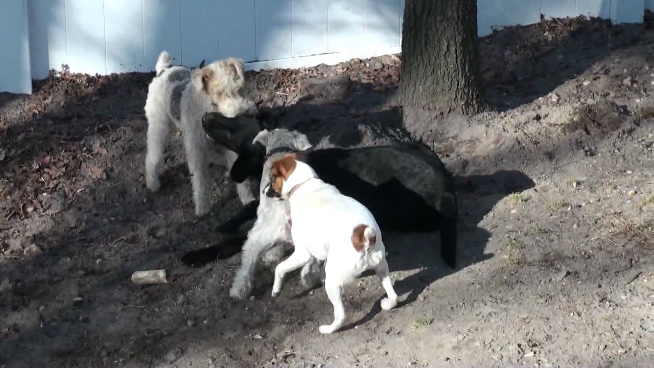 All The Dogs Roughhousing/Playtime YouTube